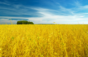 autumn landscape