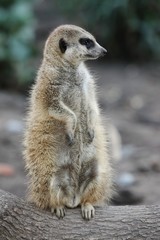 Fototapeta premium Suricate or Meerkat