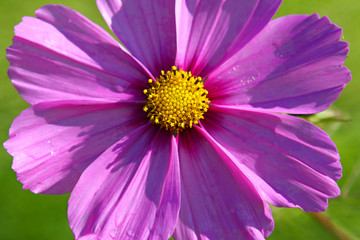 Obraz premium cosmea,blume