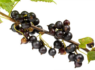 Black currant