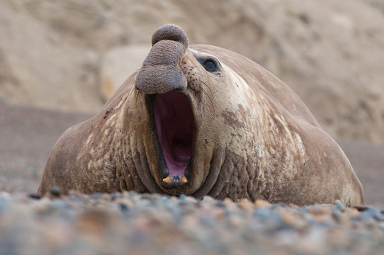 Male Elephant Seal..