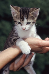 Fototapeta premium junge Katze wird auf Händen getragen