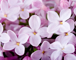 Fototapeta na wymiar Flowers lilac