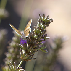 Papillon sur lavande