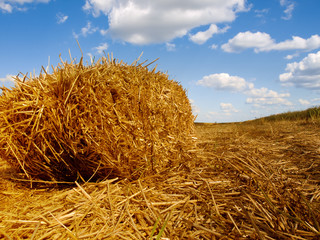 Fototapeta na wymiar Golden hay bales in the countryside