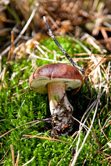Xerocomus badius mushroomon green grass