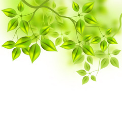 Fresh Vector Leaves