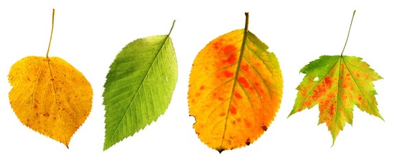 set of autumn leaves 10sep26_17_set_4 © Christian Palent