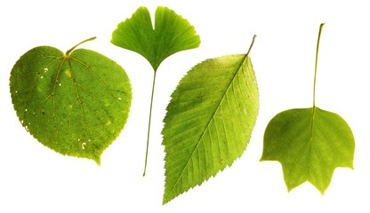 set of green leaves