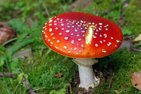 Fliegenpilz (fly agaric.mushroom) Das Aussehen ist typisch an dem roten Kopf und den weißen Punkten. Dieser Pilz ist giftig.