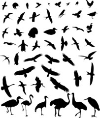 birds silhouette collection vector