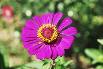 Obraz premium petali viola