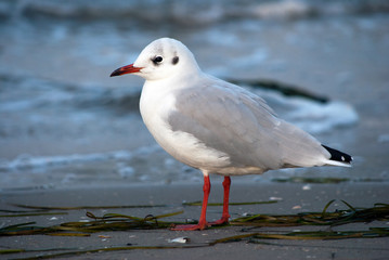 Fototapeta premium Strandmöwe_Usedom