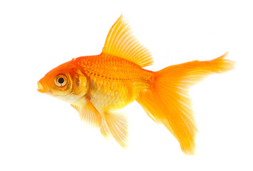 Fototapeta premium Goldfish