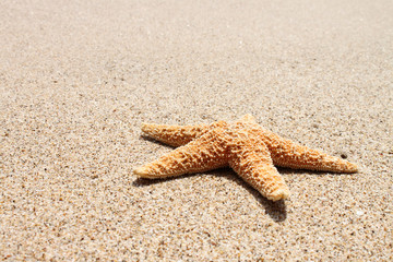 starfish at sun