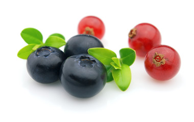 Currant and blueberry