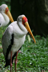 Storks, birds standing around