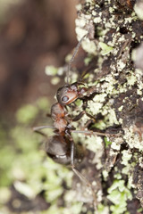 Southern wood ant (Formica rufa) Macro photo.