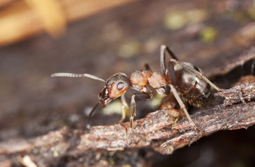 Southern wood ant (Formica rufa) Macro photo.