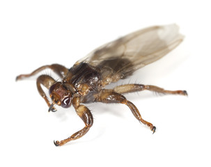 Louse fly isolated on white background.