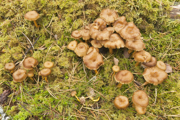 Funnel Chanterelle (Cantharellus tubaeformis)