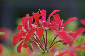 Blütenstand der Pelargonie