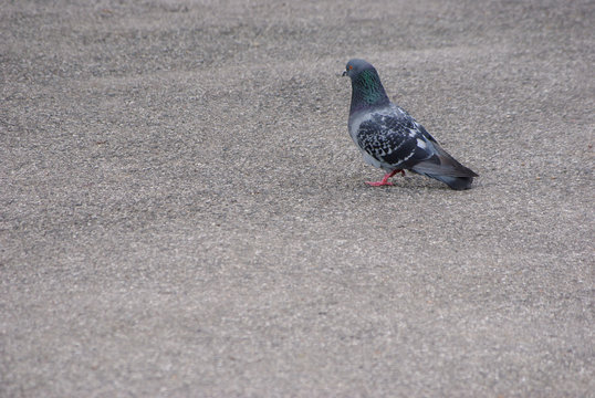 Taube auf dem Asphalt
