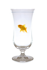 Goldfish swimming in wineglass