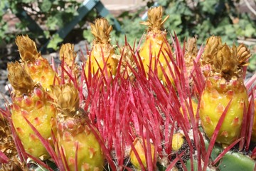 Stachelschweinkaktus auf Gran Canaria