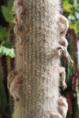 Kaktus cleistocactus hyalacanthus auf Gran Canaria