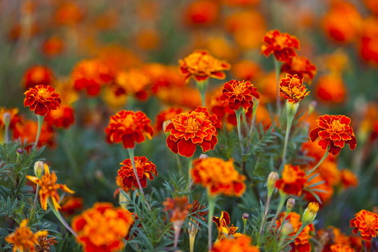 beautiful image tagetes patula