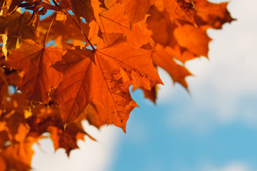 autumn leaves, very shallow focus