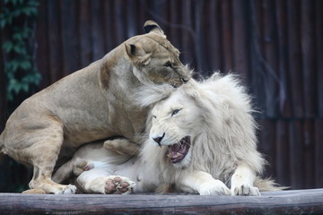 Obraz premium the king, lion, lioness playing