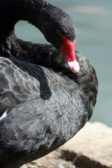 Fototapeta premium Black Swan