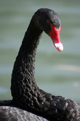 Fototapeta premium Black Swan