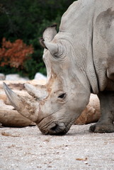 Obraz premium tête d'un rhinocéros