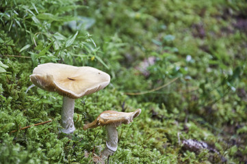 Setas del bosque de Le Praz
