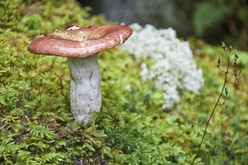 Setas del bosque de Le Praz