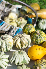 Colorful pumpkins collection