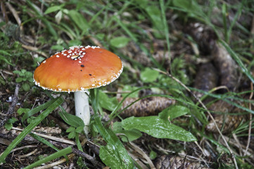 Setas del bosque de Le Praz