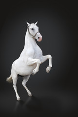 Obraz na płótnie Canvas Biały hodowli koni samodzielnie na czarny