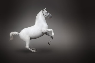 White horse rearing isolated - side view - obrazy, fototapety, plakaty