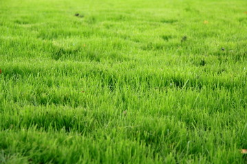 grass 1