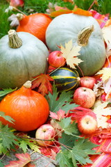 Harvested pumpkins with fall leaves