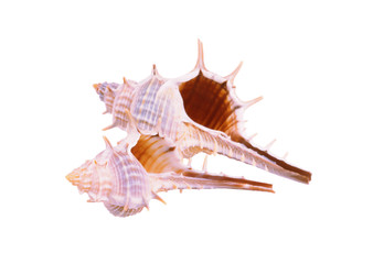 Obraz premium Old seashell