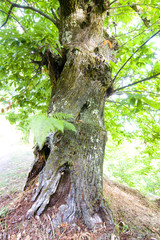 tronco del castaño