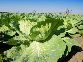 Naklejka premium vegetable