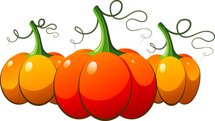 Three orange pumpkins over white