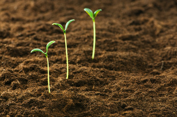 Green seedling illustrating concept of new life