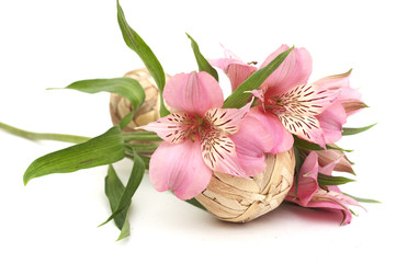 meadow flowers isolated on white background